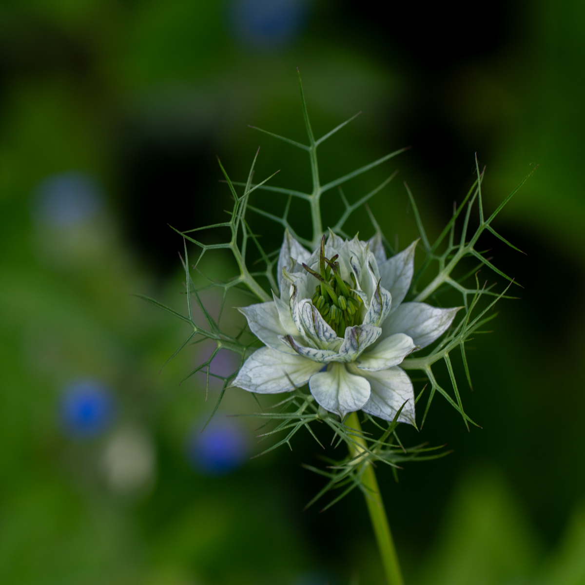 Photography by Chris Allington